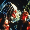 predator